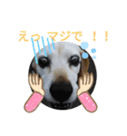 ろんちゃんず（個別スタンプ：13）