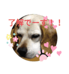 ろんちゃんず（個別スタンプ：16）