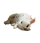 みみたのスタンプ（個別スタンプ：2）