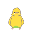 うちのインコのピピ（個別スタンプ：1）
