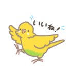 うちのインコのピピ（個別スタンプ：8）
