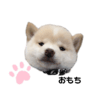 豆柴おもち ①（個別スタンプ：2）