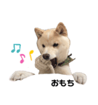 豆柴おもち ①（個別スタンプ：4）