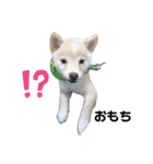 豆柴おもち ①（個別スタンプ：6）