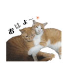 ねこ写 〈 日常会話 〉スタンプ（個別スタンプ：1）