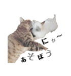 ねこ写 〈 日常会話 〉スタンプ（個別スタンプ：2）