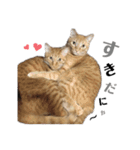ねこ写 〈 日常会話 〉スタンプ（個別スタンプ：5）