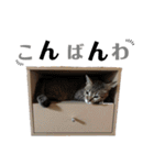 ねこ写 〈 日常会話 〉スタンプ（個別スタンプ：7）