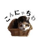 ねこ写 〈 日常会話 〉スタンプ（個別スタンプ：8）
