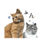 ねこ写 〈 日常会話 〉スタンプ（個別スタンプ：10）