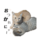 ねこ写 〈 日常会話 〉スタンプ（個別スタンプ：14）