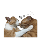 ねこ写 〈 日常会話 〉スタンプ（個別スタンプ：15）