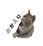 ねこ写 〈 日常会話 〉スタンプ（個別スタンプ：17）