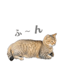 ねこ写 〈 日常会話 〉スタンプ（個別スタンプ：18）
