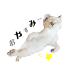 ねこ写 〈 日常会話 〉スタンプ（個別スタンプ：20）