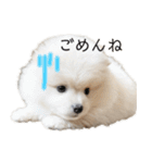 ポメラニアンあまみ君の1日（個別スタンプ：1）