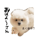 ポメラニアンあまみ君の1日（個別スタンプ：3）