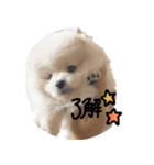 ポメラニアンあまみ君の1日（個別スタンプ：5）
