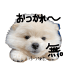 ポメラニアンあまみ君の1日（個別スタンプ：6）