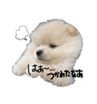 ポメラニアンあまみ君の1日（個別スタンプ：12）