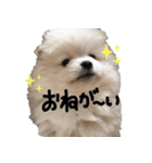 ポメラニアンあまみ君の1日（個別スタンプ：16）