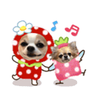 チワワのもっちぃ♡（個別スタンプ：1）