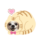 チワワのもっちぃ♡（個別スタンプ：3）