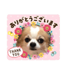 チワワのもっちぃ♡（個別スタンプ：4）