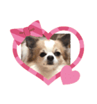 チワワのもっちぃ♡（個別スタンプ：6）