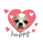 チワワのもっちぃ♡（個別スタンプ：7）