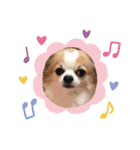 チワワのもっちぃ♡（個別スタンプ：8）