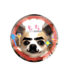 チワワのもっちぃ♡（個別スタンプ：11）