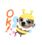 チワワのもっちぃ♡（個別スタンプ：12）