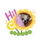 チワワのもっちぃ♡（個別スタンプ：22）