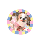 チワワのもっちぃ♡（個別スタンプ：28）