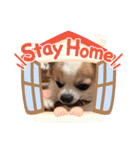 チワワのもっちぃ♡（個別スタンプ：33）