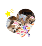 チワワのもっちぃ♡（個別スタンプ：35）