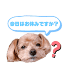 ゆずのスタンプ010120202（個別スタンプ：10）