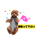 ゆずのスタンプ010120202（個別スタンプ：12）