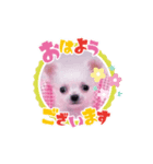 うちのワンコ3（個別スタンプ：1）