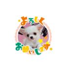 うちのワンコ3（個別スタンプ：2）