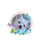 うちのワンコ3（個別スタンプ：3）