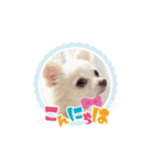 うちのワンコ3（個別スタンプ：4）