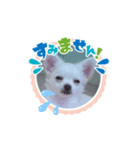 うちのワンコ3（個別スタンプ：6）
