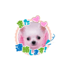 うちのワンコ3（個別スタンプ：8）