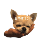 はじめまして、ミントです。（個別スタンプ：2）