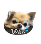 はじめまして、ミントです。（個別スタンプ：4）