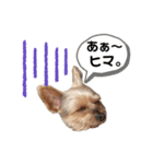 うちの殿君2（個別スタンプ：4）