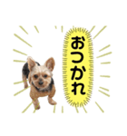 うちの殿君2（個別スタンプ：5）