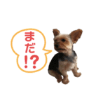 うちの殿君2（個別スタンプ：6）